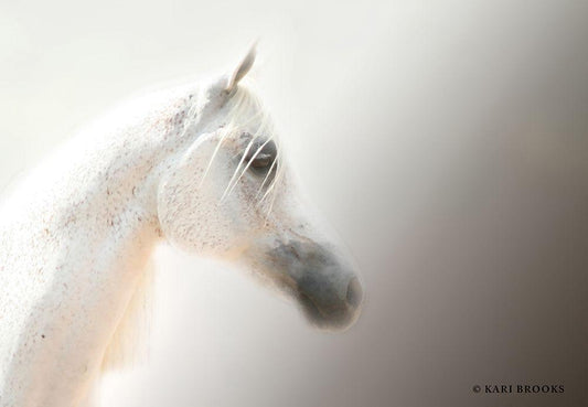 Image Only