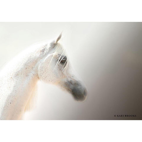 Flea-Bitten I Black Modern Wood Framed Art Print with Double Matting by Brooks, Kari