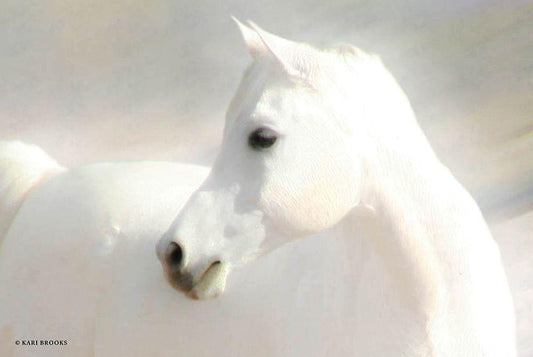 Image Only