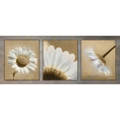 Daisy Trio Black Modern Wood Framed Art Print with Double Matting by Deiter, Lori