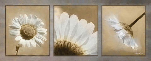 Daisy Trio White Modern Wood Framed Art Print with Double Matting by Deiter, Lori