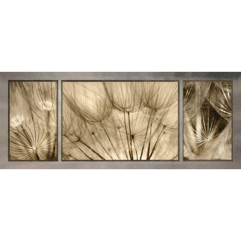 Goatsbeard Trio White Modern Wood Framed Art Print by Deiter, Lori