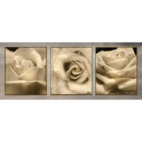 Rose Trio Black Modern Wood Framed Art Print with Double Matting by Deiter, Lori