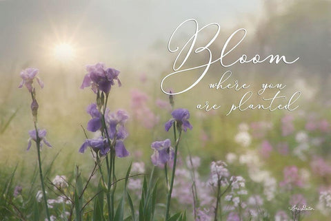 Bloom Where You are Planted White Modern Wood Framed Art Print with Double Matting by Deiter, Lori