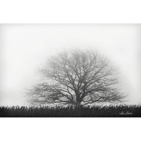 Foggy Old Tree White Modern Wood Framed Art Print by Deiter, Lori