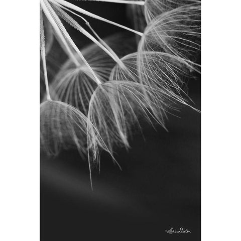 Goatsbeard I White Modern Wood Framed Art Print by Deiter, Lori