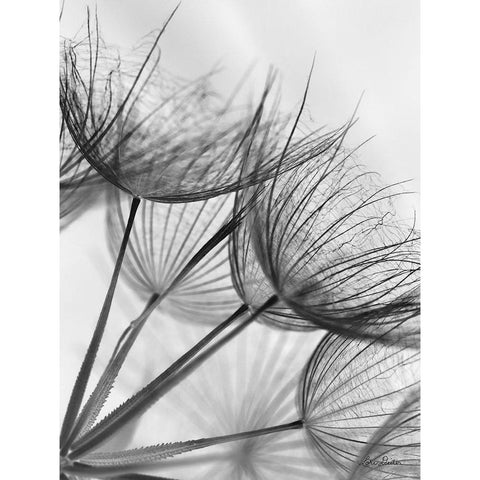 Goatsbeard II White Modern Wood Framed Art Print by Deiter, Lori