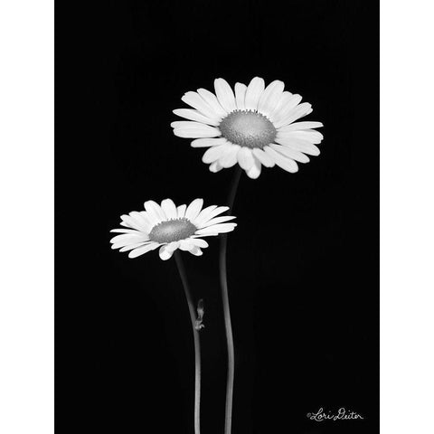 Pair of Daisies White Modern Wood Framed Art Print by Deiter, Lori