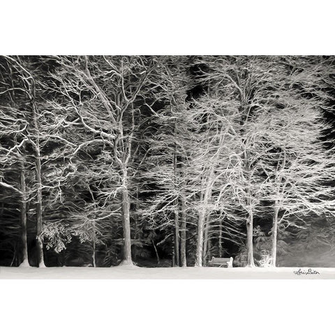 Snowy Trees Black Modern Wood Framed Art Print with Double Matting by Deiter, Lori