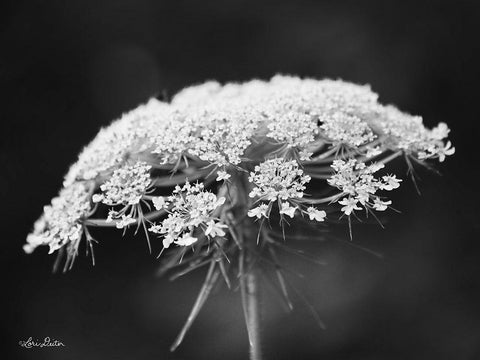 Queen Annes Lace Black Ornate Wood Framed Art Print with Double Matting by Deiter, Lori