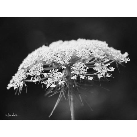 Queen Annes Lace White Modern Wood Framed Art Print by Deiter, Lori