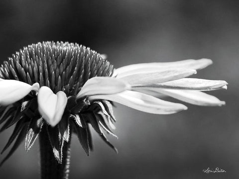 Coneflower Black Ornate Wood Framed Art Print with Double Matting by Deiter, Lori