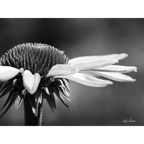 Coneflower White Modern Wood Framed Art Print by Deiter, Lori