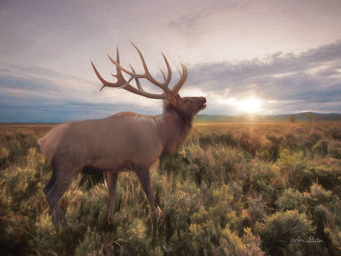 Jackson Sunrise with Elk     White Modern Wood Framed Art Print with Double Matting by Deiter, Lori