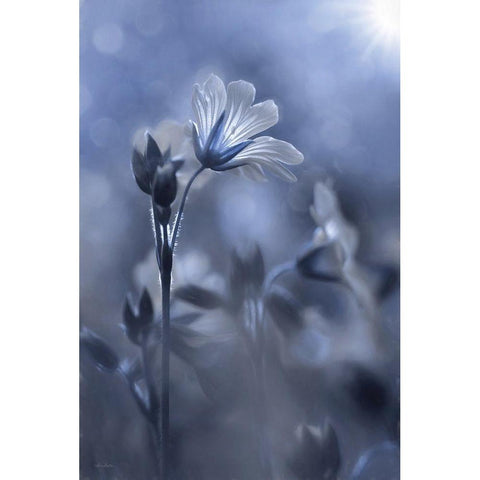 Blue and White Flowers I White Modern Wood Framed Art Print by Deiter, Lori