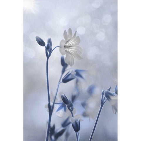 Blue and White Flowers II White Modern Wood Framed Art Print by Deiter, Lori