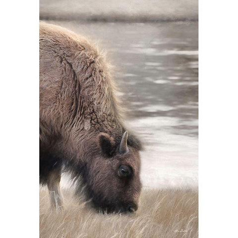 Yellowstone Buffalo Black Modern Wood Framed Art Print with Double Matting by Deiter, Lori