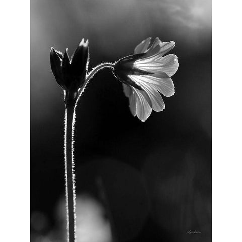 Black and White Flower Black Modern Wood Framed Art Print with Double Matting by Deiter, Lori