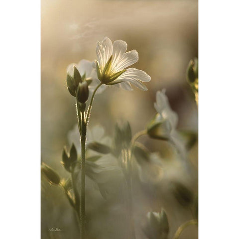 White Wildflowers I White Modern Wood Framed Art Print by Deiter, Lori