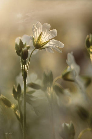 White Wildflowers I White Modern Wood Framed Art Print with Double Matting by Deiter, Lori