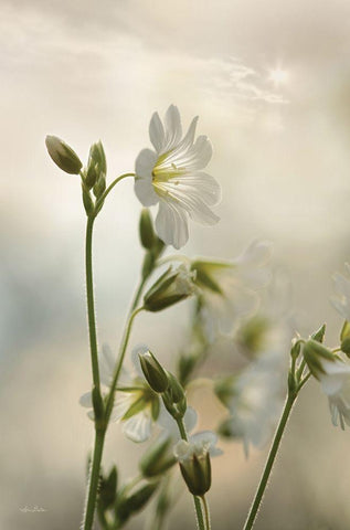 White Wildflowers II Black Ornate Wood Framed Art Print with Double Matting by Deiter, Lori