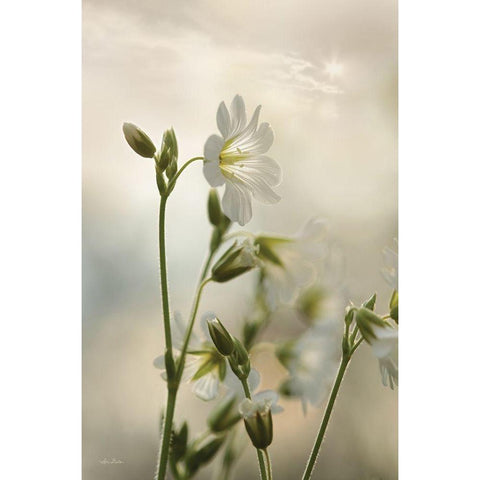 White Wildflowers II Gold Ornate Wood Framed Art Print with Double Matting by Deiter, Lori