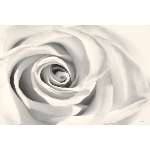 Rose II Black Modern Wood Framed Art Print with Double Matting by Deiter, Lori