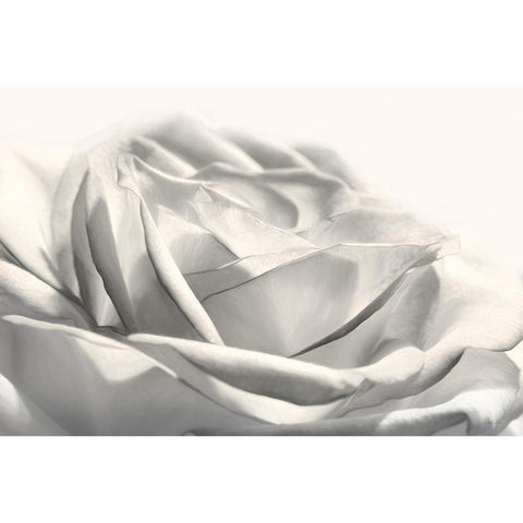 Rose III White Modern Wood Framed Art Print by Deiter, Lori