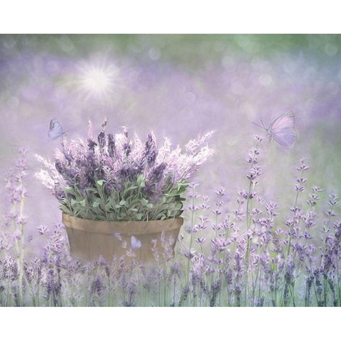 Lavender Basket Black Modern Wood Framed Art Print with Double Matting by Deiter, Lori