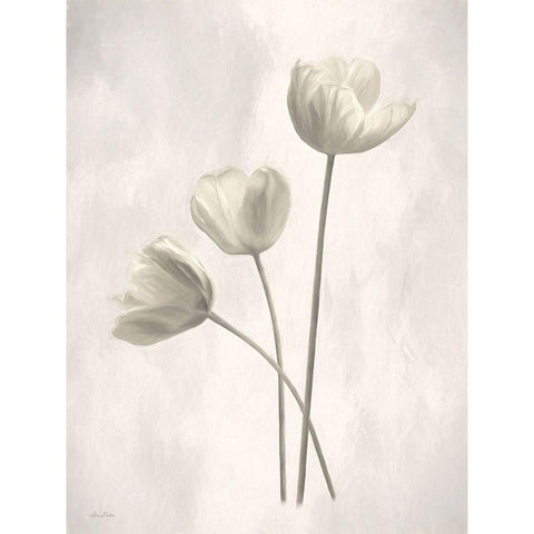 Bleached Tulips I Black Modern Wood Framed Art Print with Double Matting by Deiter, Lori