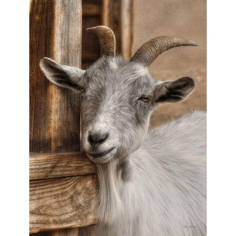 Gray Goat Gold Ornate Wood Framed Art Print with Double Matting by Deiter, Lori