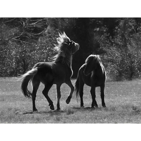 Black And White Assateague Horses Gold Ornate Wood Framed Art Print with Double Matting by Deiter, Lori