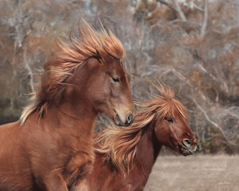 Assateague Horses II White Modern Wood Framed Art Print with Double Matting by Deiter, Lori