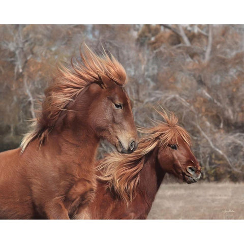 Assateague Horses II Black Modern Wood Framed Art Print with Double Matting by Deiter, Lori