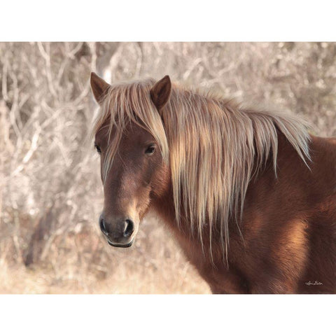 Assateague Horse   Gold Ornate Wood Framed Art Print with Double Matting by Deiter, Lori