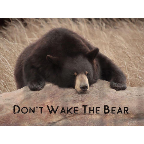 Dont Wake the Bear Black Modern Wood Framed Art Print with Double Matting by Deiter, Lori