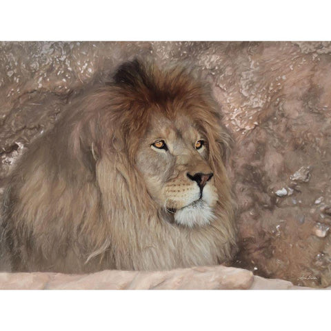 Leo the Lion Black Modern Wood Framed Art Print with Double Matting by Deiter, Lori