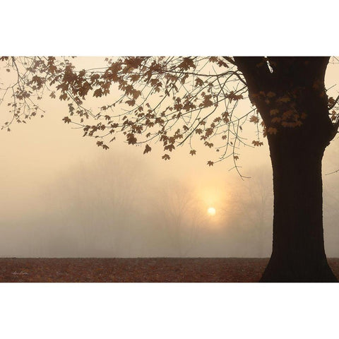 Foggy Morning Sunrise White Modern Wood Framed Art Print by Deiter, Lori