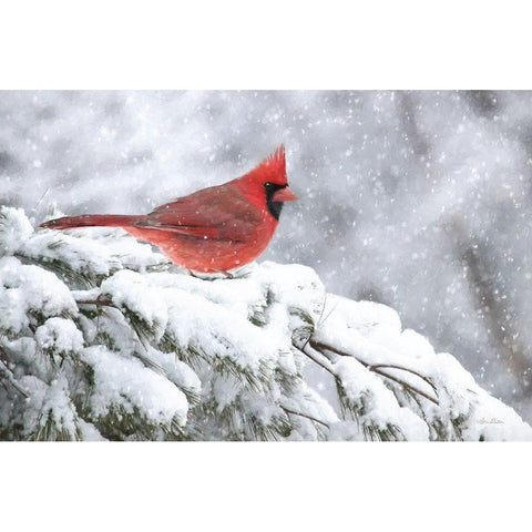 Winter Cardinal     Gold Ornate Wood Framed Art Print with Double Matting by Deiter, Lori