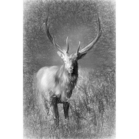 Elk Sketch   Gold Ornate Wood Framed Art Print with Double Matting by Deiter, Lori