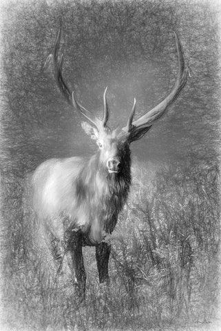 Elk Sketch   Black Ornate Wood Framed Art Print with Double Matting by Deiter, Lori