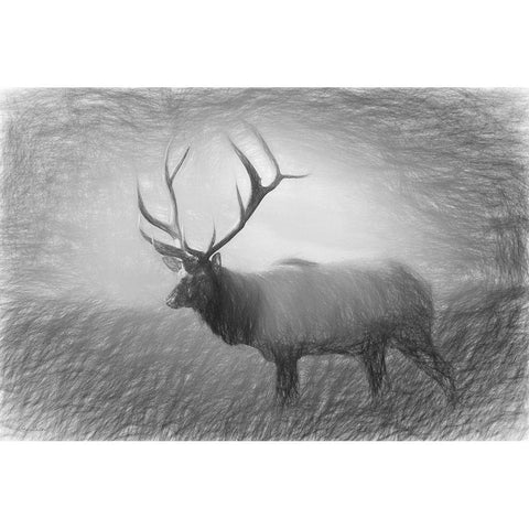 Bull Elk Sketch   Black Modern Wood Framed Art Print with Double Matting by Deiter, Lori