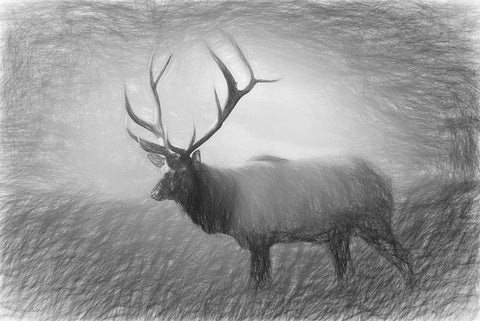 Bull Elk Sketch   White Modern Wood Framed Art Print with Double Matting by Deiter, Lori