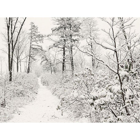 Winter Walk    White Modern Wood Framed Art Print by Deiter, Lori