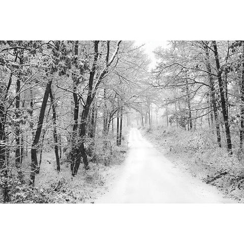 Snowy Lane   Black Modern Wood Framed Art Print with Double Matting by Deiter, Lori