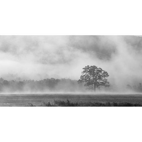 Old Oak in Fog Black Modern Wood Framed Art Print with Double Matting by Deiter, Lori