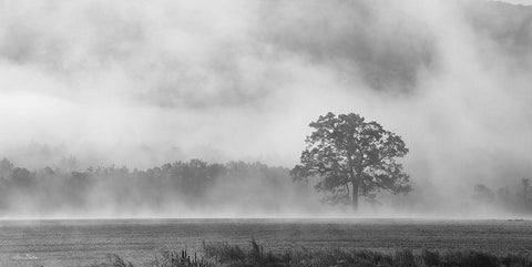 Old Oak in Fog White Modern Wood Framed Art Print with Double Matting by Deiter, Lori