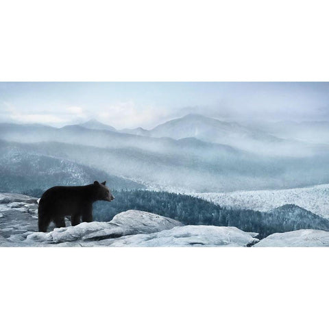 Cascade Mountain Bear Black Modern Wood Framed Art Print with Double Matting by Deiter, Lori