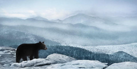 Cascade Mountain Bear Black Ornate Wood Framed Art Print with Double Matting by Deiter, Lori