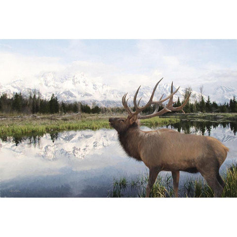 Bull Elk in Tetons Black Modern Wood Framed Art Print with Double Matting by Deiter, Lori